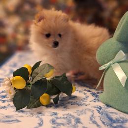 Charlotte - Cream parti female Pomeranian puppy in Tampa, St Petersburg, Florida from Diana's Pomeranians