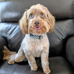 Boogie - Aussiedoodle