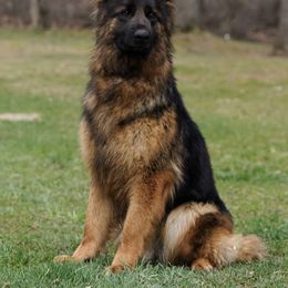 Ultra - German Shepherd