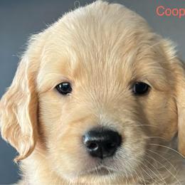 Cooper - Golden male Golden Retriever puppy in Vail, Arizona from Retrievers Gold AZ