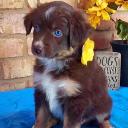 Miniature Australian Shepherd Puppies from Aussies Acre