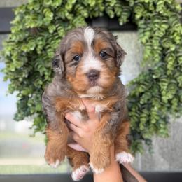 Silver - Merle male Bernedoodle puppy in Spanish Fork, Utah from K Brand Doodles