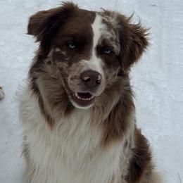 Synergy - Australian Shepherd