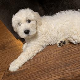 Goldendoodle Puppies from Rockin R Doodles