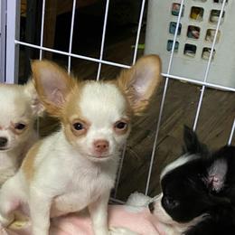Rourk - Gold and white male Chihuahua puppy in Red Bluff, California from Aye Chihuahua