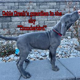 Thunderbird - Blue Great Dane puppy in Post Falls, Idaho from Cable Creek Danes