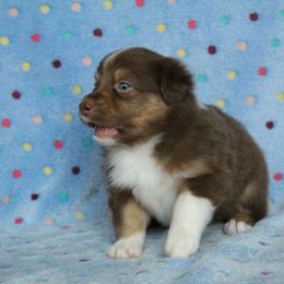 Australian Shepherd Puppies from Faith Valley Australian Shepherds