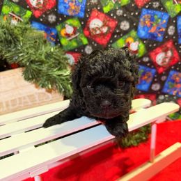 Boy 1 - Black male Poodle puppy in Joshua, Texas from 3 Gun Retrievers