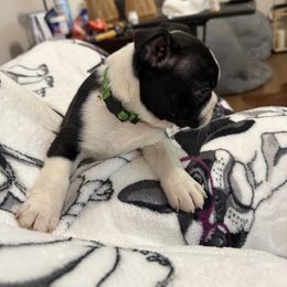 Green - Black brindle and white male Boston Terrier puppy in Goshen, Ohio from Washburns bostons