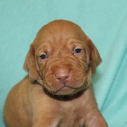 Vizsla Puppies from Pheasant Poppers Vizslas