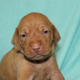 Vizsla Puppies from Pheasant Poppers Vizslas