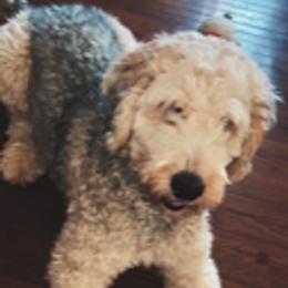 ALANI - Bernedoodle