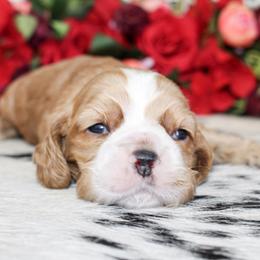 Nash - Red male Cocker Spaniel puppy in Rattan, Oklahoma from Double M Cocker Spaniels