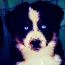 Australian Shepherds and Toy Australian Shepherds from My Aussies