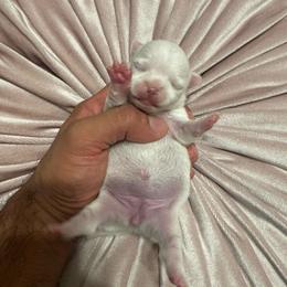 TBD - Cream and white female Chihuahua puppy in Davenport, Florida from Clan Cordovathone