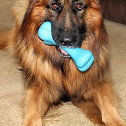 German Shepherds from Crooked River German Shepherds