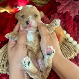 Angel Baby - Apricot female Poodle puppy in Hemet, California from Vallevistadoodles
