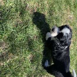Aussiedoodle and Australian Shepherd Puppies from Sunrise Mountain Aussies