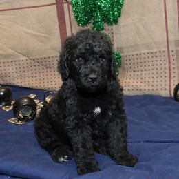 Poodle Puppies from RK'S Pets