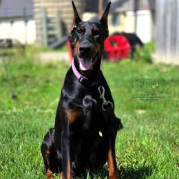 Henna - Black and rust female Doberman Pinscher puppy in China Township, Michigan from Snell's Superior Kennel Dobermann & GSP