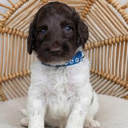 Blue Collar boy (Levi) - Parti male Labradoodle puppy in Granite Falls, North Carolina from Carolina Goldendoodles