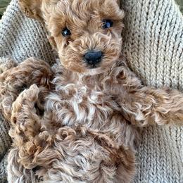 Pixie - Apricot female Poodle puppy in Utica, Ohio from Poodle Me Crazy