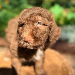 Wave - Chocolate male Goldendoodle puppy in Pollock Pines, California from Penny Lane’s Doodles