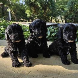 Cavapoo, Cockapoo, Goldendoodle, and Maltipoo Puppies from Perdue Puppies