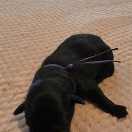Girl 3 - Black female Labrador Retriever puppy in Oxford, Georgia from Cornish Mountain Labradors