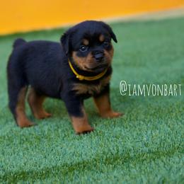 Rottweiler Puppies from Vonbart Rottweilers