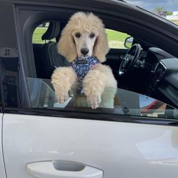 Aggie - Poodle