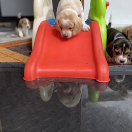 Beagle Puppies from Lead The Way Kennel LLC