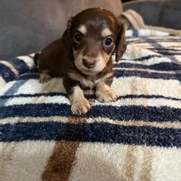 Dolly - Chocolate and cream female Dachshund puppy in Ranburne, Alabama from Camdox