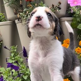 Girl 2 - American Foxhound puppy in Supply, North Carolina from Cedarwood Kennels