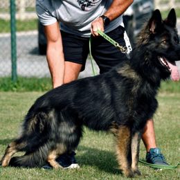 Shark - German Shepherd