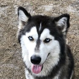 KODA - Siberian Husky