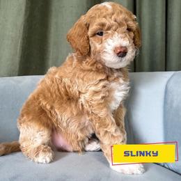 Slinky - Cream male Goldendoodle puppy in Lakeland, Florida from Rolling Oak Doodles