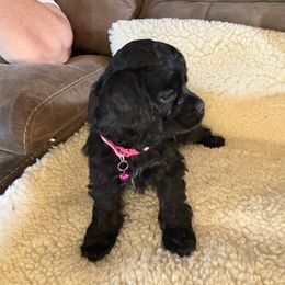 October girl1 - Black female Cocker Spaniel puppy in Kingman, Arizona from Amore’s Cockers
