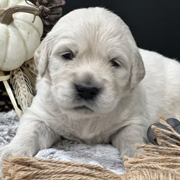 Golden Retriever Puppies from Arden Hill Goldens