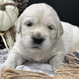 Golden Retriever Puppies from Arden Hill Goldens