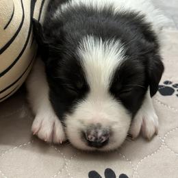 Border Collie Puppies from Roaring River Border Collies