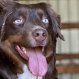 Australian Shepherds from Spangle Creek Aussies