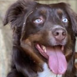 Australian Shepherds from Spangle Creek Aussies