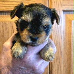 Female 2 - Black and tan female Yorkshire Terrier puppy in Altura, Minnesota from Kathy's little yorkies