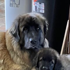 Leonbergers from Morning Star Leos