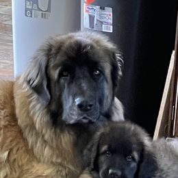 Leonbergers from Morning Star Leos