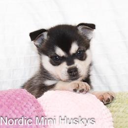 Liam - Black and white male Alaskan Klee Kai puppy in Klamath Falls, Oregon from Nordic Mini Huskys