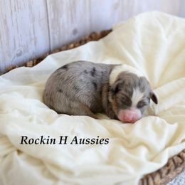 Bmf 1 - Blue merle female Toy Australian Shepherd puppy in Russellville, Arkansas from Rockin H Aussies