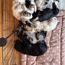 Aussiedoodle Puppies from Vali Girl Aussiedoodles