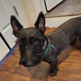 Dallas - Scottish Terrier